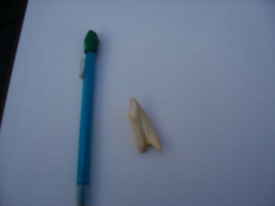 Kentucky Bigfoot Tooth