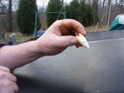 Kentucky Bigfoot Tooth