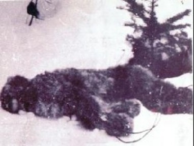 bigfoot is dead