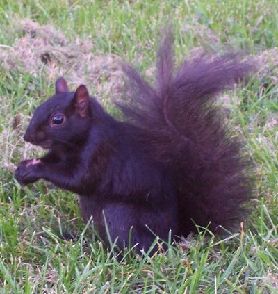 squirrel types pictures