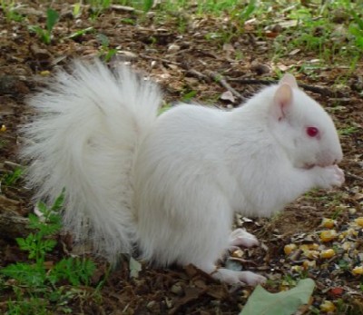 UNTalbinosquirrel