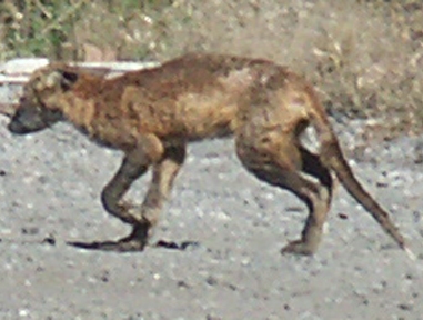 Mangy Animal