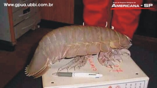 animal_esgoto_sorocaba.jpg