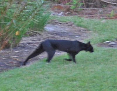 nashville cats