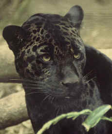 Jaguar on Cryptomundo    White   Black Squirrels   And Ligers Too