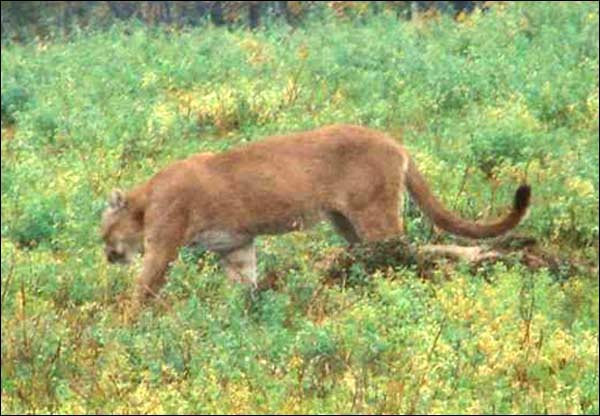 manitoba_cougar.jpg