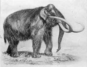 A Mastodon