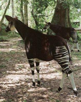 okapi  images