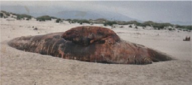 Oregon - 1990 - Zdechlina odhalila světu mořské monstrum