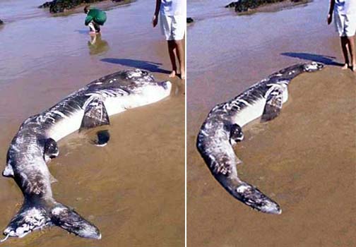 Plesiosaur Photo Hoax