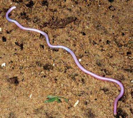 Blind Snake