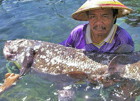 Pictures Of Coelacanth - Free Coelacanth pictures 