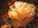 new anemone