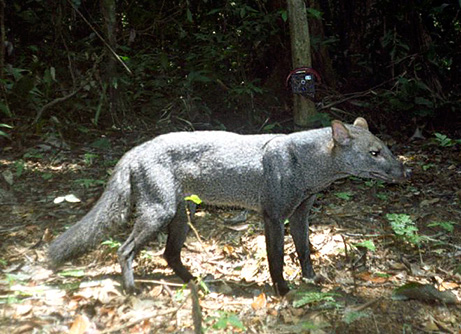 090128-03-jungle-animals-rare-short-eared-dog_4612.jpg