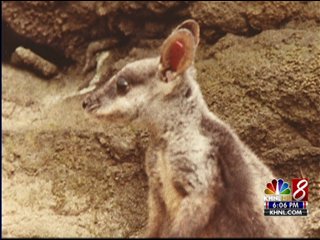 Hawaiian Wallabies