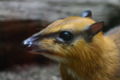 mouse-deer1