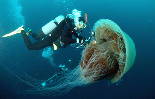 jellyfish tank