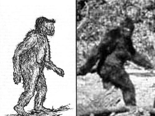 real bigfoot drawings