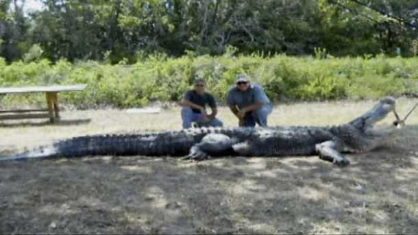 trinity gator trinity gator