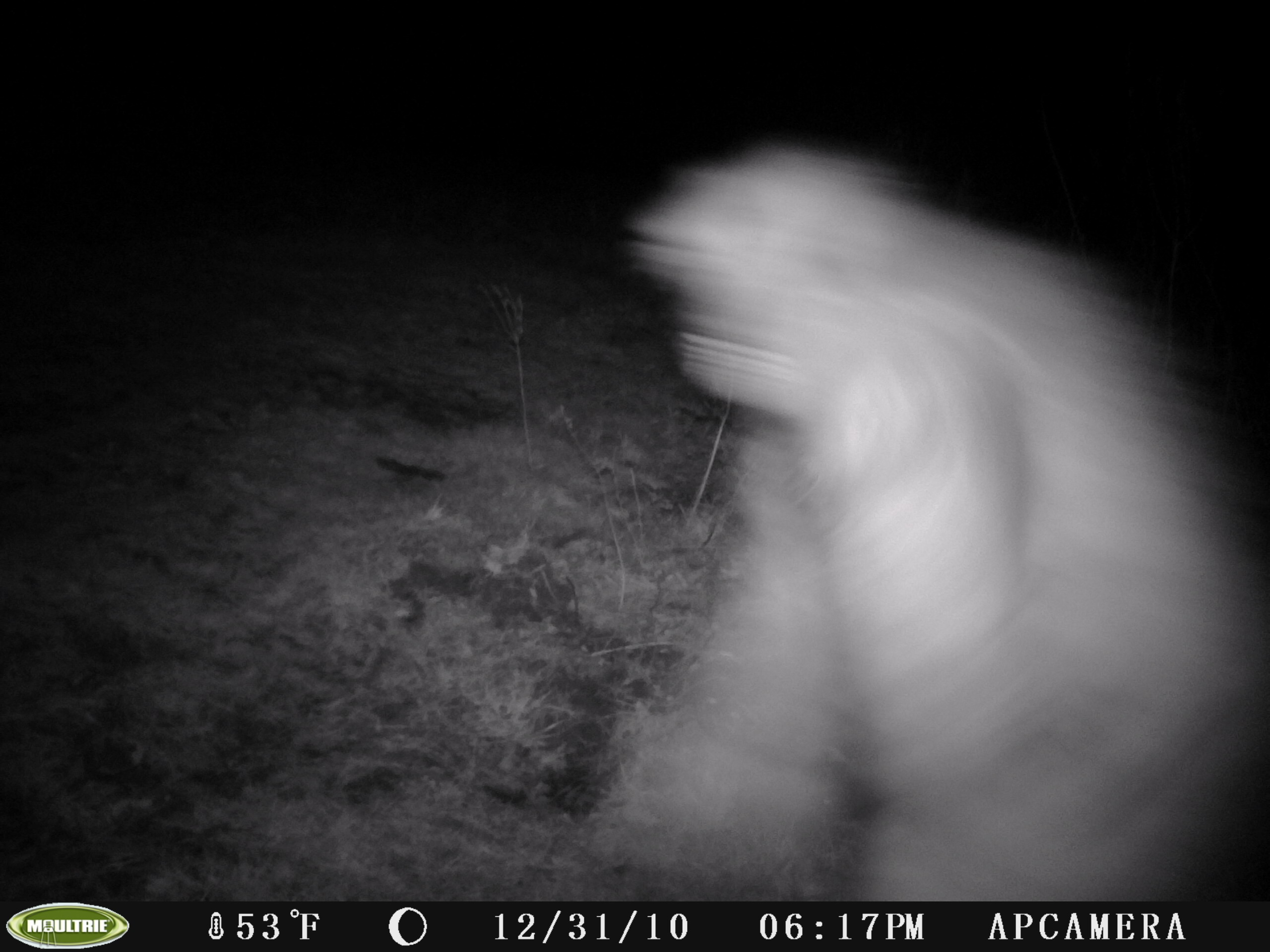 Ghost Deer Cam