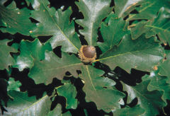 Quercus_macrocarpa