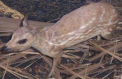 mouse-deer2