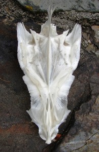sturgeon-2