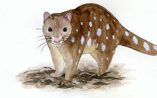 quoll