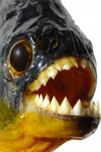 Brazilian black piranha normal