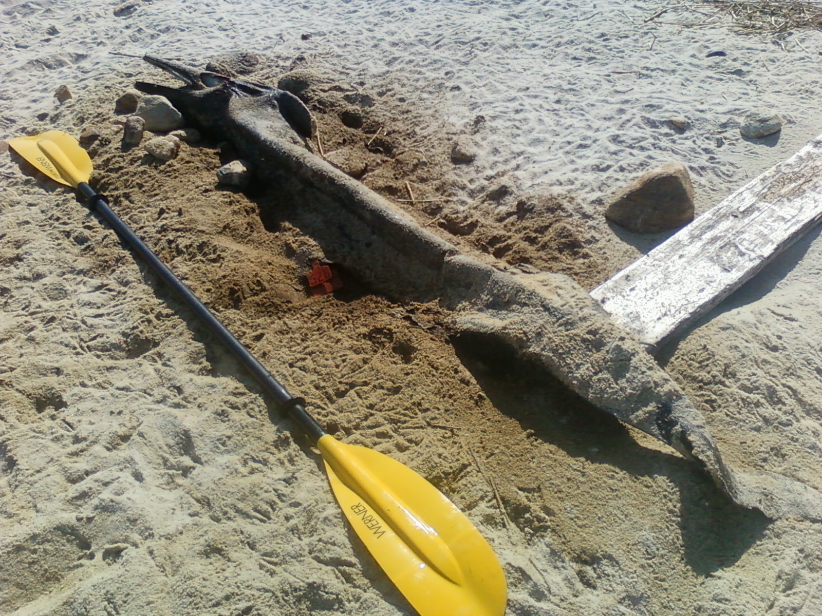 http://www.cryptomundo.com/wp-content/uploads/CapeCodCreature.jpg