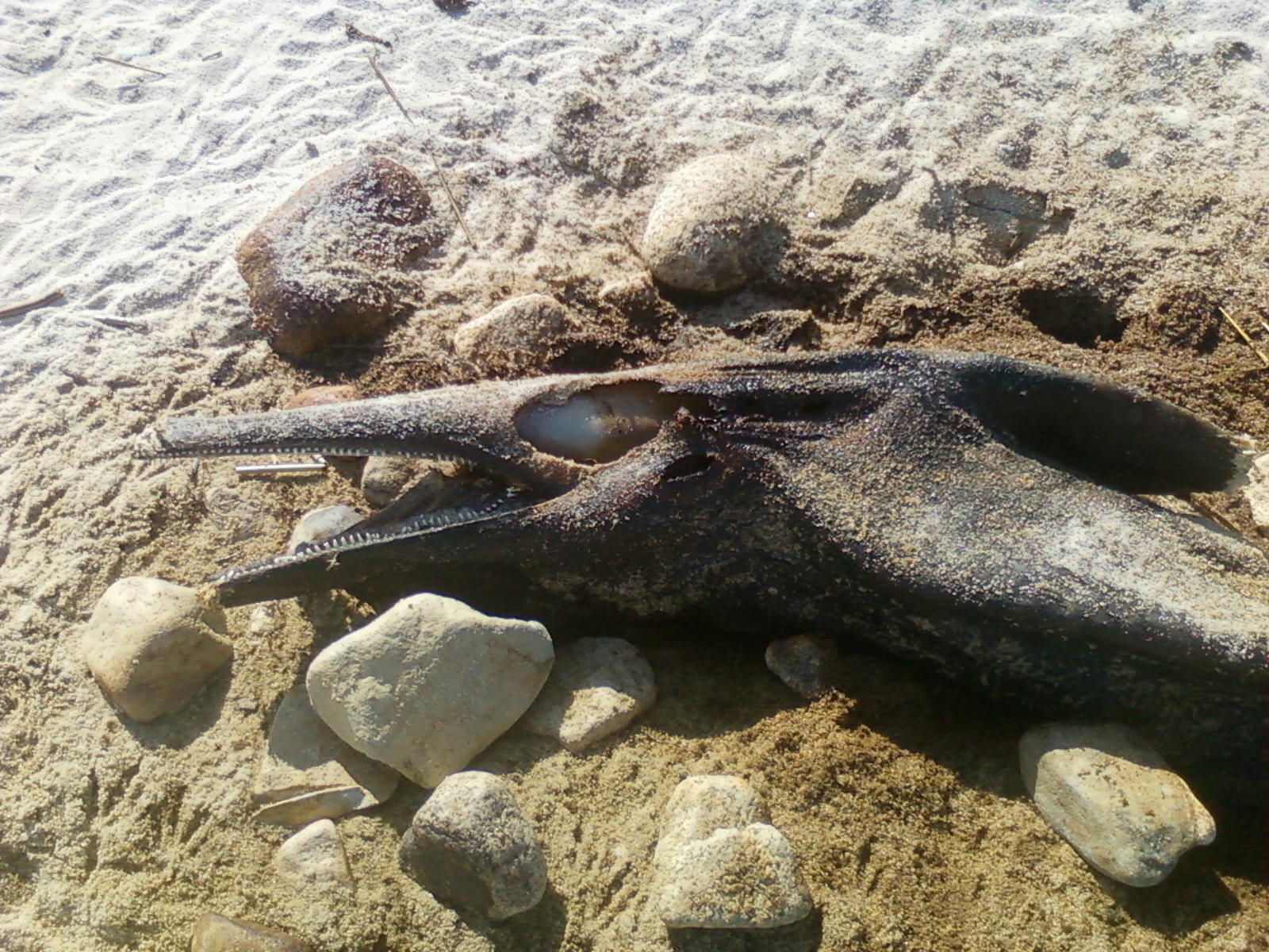 http://www.cryptomundo.com/wp-content/uploads/CapeCodCreature3.jpg