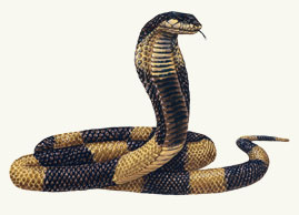 Egyptian-banded-cobra.jpg