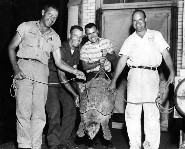Giant Snapping Turtle