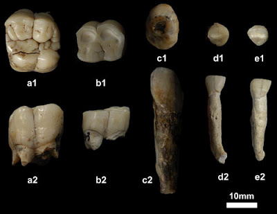 Gigantopithecus_01
