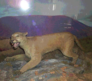NittanyLion