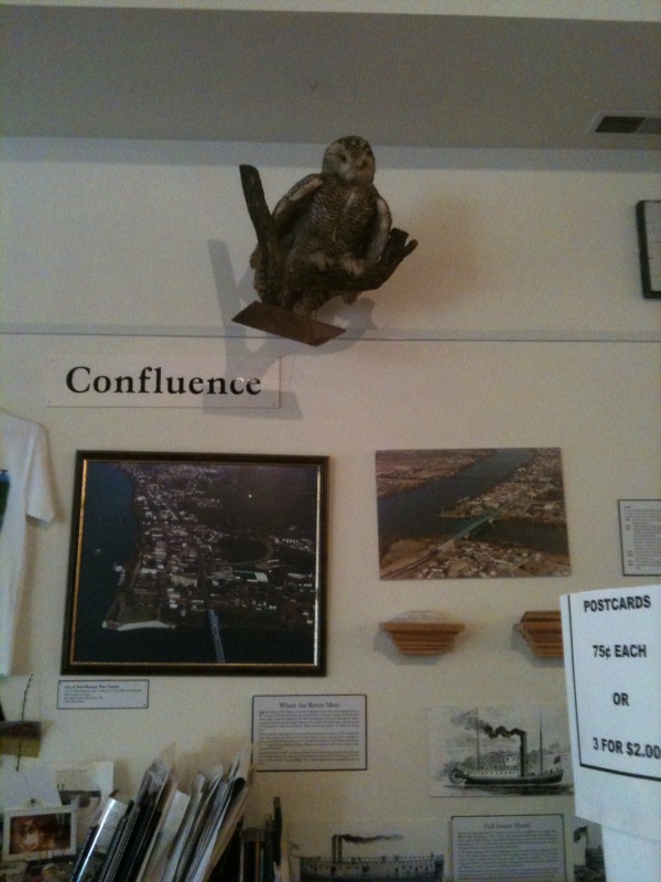 Owl