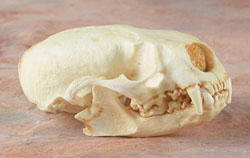 RiverOtterSkull