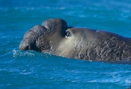 SeaElephant