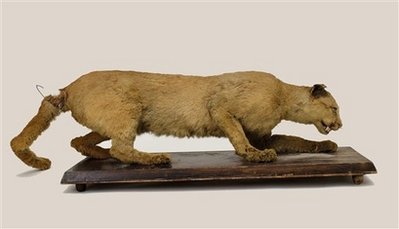 Eastern Cougar