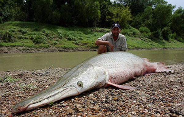 alligator gar florida