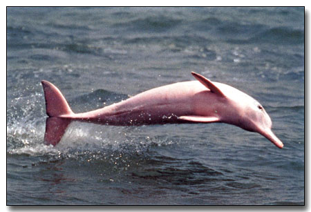 http://www.cryptomundo.com/wp-content/uploads/amazon-pink-dolphin.jpg