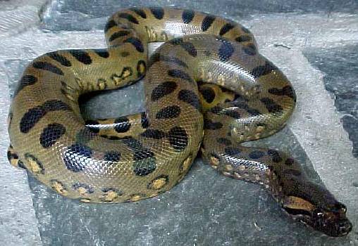 largest anaconda in world. The overall largest snake
