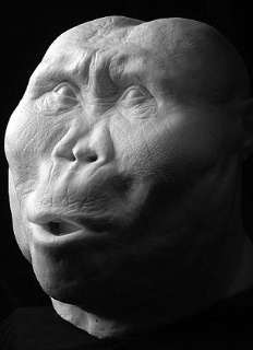 hominid 6