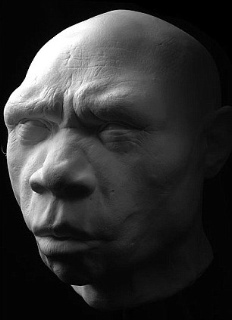hominid 9