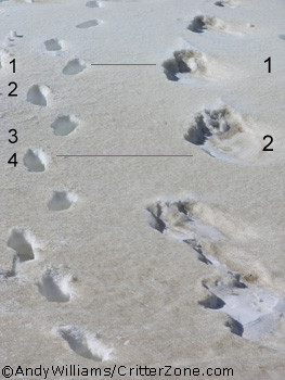 sasquatch bigfoot footprints