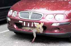 Bmw hits deer 140 mph #4