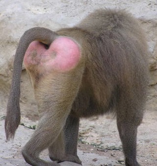 Baboon But