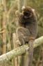 bamboo_lemur_cibody.JPG