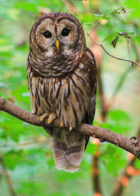 Какая ты птица? Barred-owl