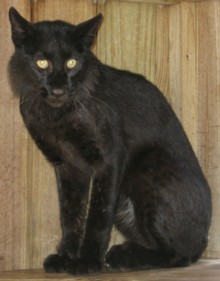 Linx And Bobcat